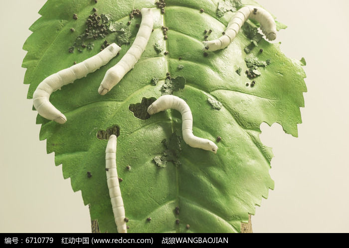 桑叶红的写真照片 共40张【图片网】