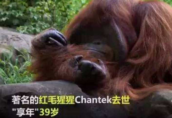 游客不文明行为被黑猩猩学去了&hellip;&hellip;